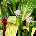 American Pitcher Plant