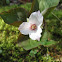 Painted Trillium