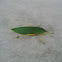 Katydid