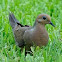 mourning dove