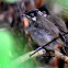 The Red-vented Bulbul
