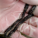 Common toad eggs