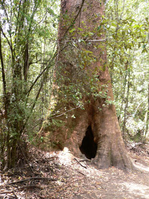 Rocky's Tree. P1060483