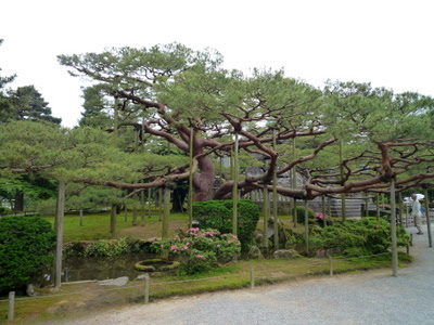 Kenroku-en trees