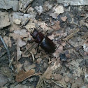Stag Beetle
