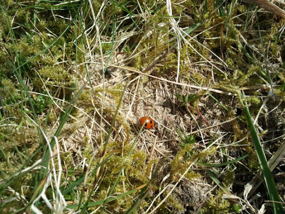 Spotting Image 1
