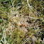 Ladybug