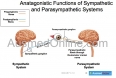 PNS: Antagonistic Functions of the Eye