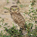 Burrowing Owl