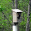 Tree Swallow