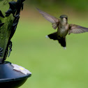 Ruby-Throated Hummingbird