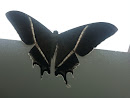 The Black-Winged Moth