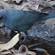 Brewer's Blackbird