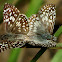 Tropical Checkered Skipper