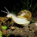 Garden Snail