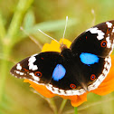 Blue Pansy