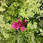 Indian Paintbrush