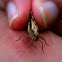 Saltamontes / Grasshopper