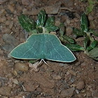 Moth emerald (Subfamily Geometrinae - Emeralds)