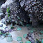 Green anemones