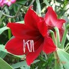 Lily