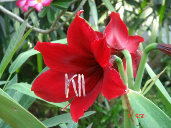Spotting Image 1