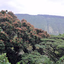 Mango tree