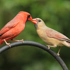 Northern cardinals, courting
