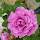 Ceallaigh