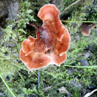 Rosette Fungus