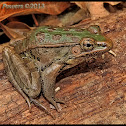 Southern Leopard Frog