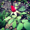 Tea rose