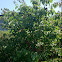 Kirsebærtræ (Cherry Tree)