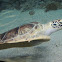 Green Sea Turtle