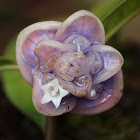 Blue Wax Flower