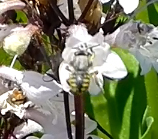 Spotting Image 1