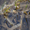 western chorus frog