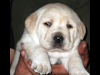 Labradores Dorados