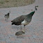 Peafowl