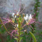 Clammyweed