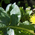 Common Dandelion