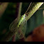 Common green lacewing