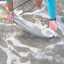 Snook