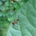 Texas Bow Legged Bug nymph