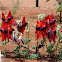 Sturt's Desert Pea