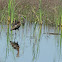glossy ibis