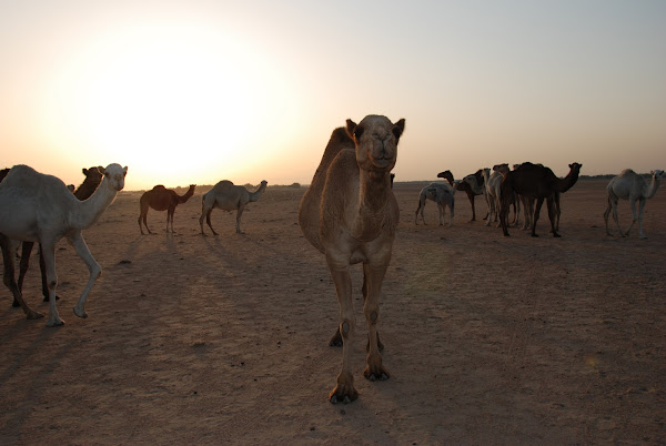 Dromedary Camels | Project Noah