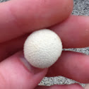 Common puffball