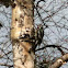 Downy Woodpecker