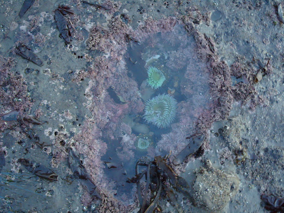 Spotting Image 1